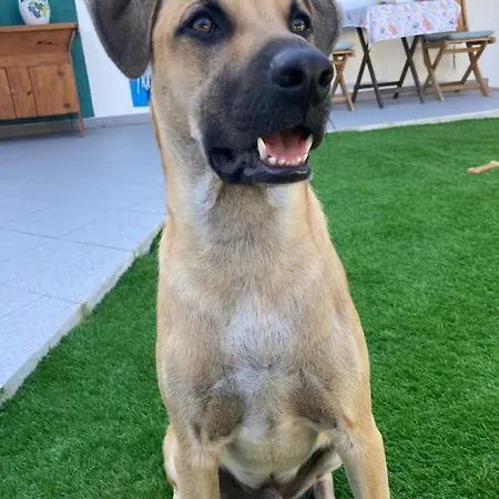 Berlenga Maison d'hôtes