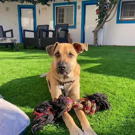 Maison d'hôtes Berlenga